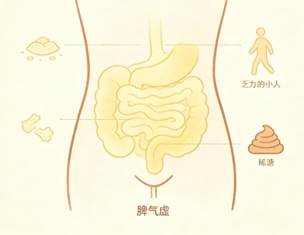 脾气虚