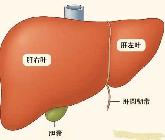 1787116797961918.jpg 屏幕截图 2026-08-18 185137.jpg